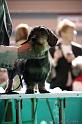 Crufts2011_2 901